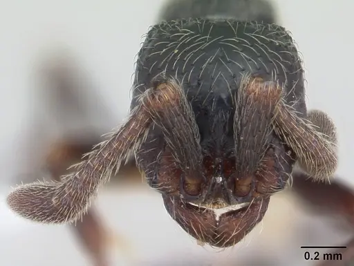 Parasyscia lamborni - CASENT0178246