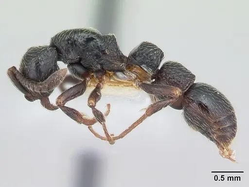 Parasyscia lamborni - CASENT0178246