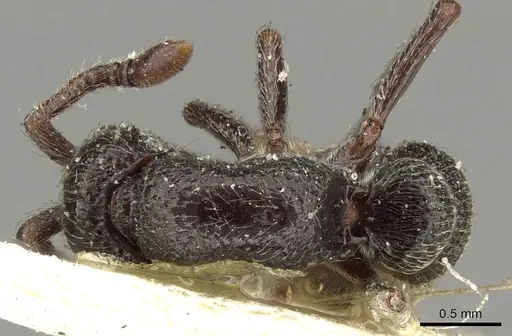 Parasyscia lamborni - CASENT0902711