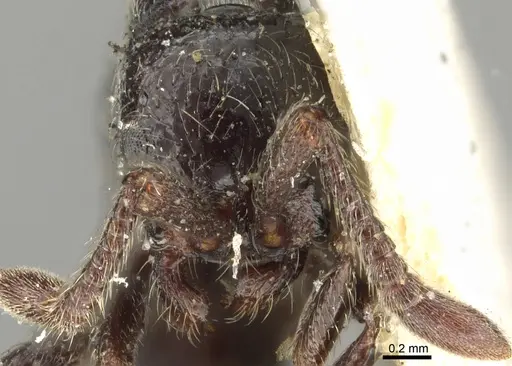 Parasyscia lamborni - CASENT0902711