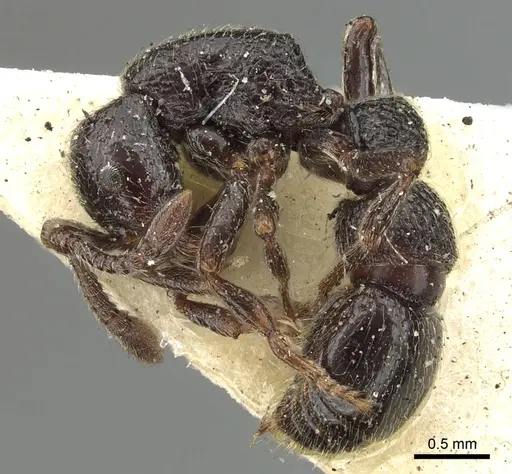 Parasyscia lamborni - CASENT0902711