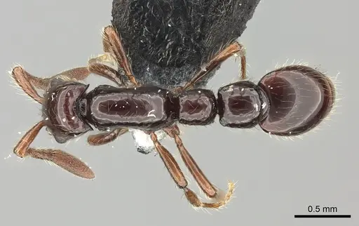 Parasyscia lindrothi specimen