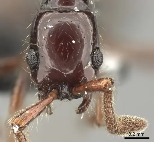 Parasyscia lindrothi specimen