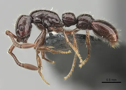 Parasyscia lindrothi specimen