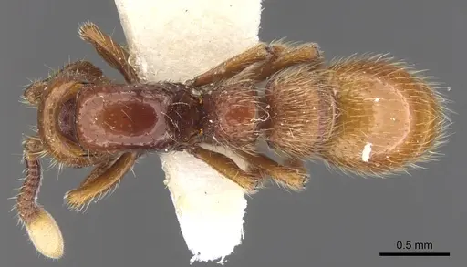 Parasyscia luteoviger specimen