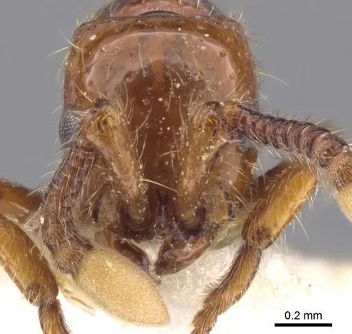 Parasyscia luteoviger specimen