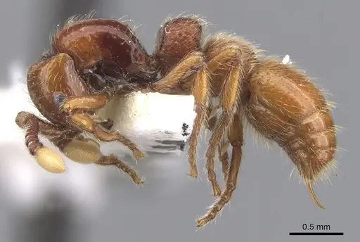 Parasyscia luteoviger specimen