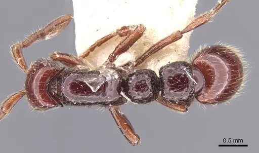 Parasyscia majuscula specimen