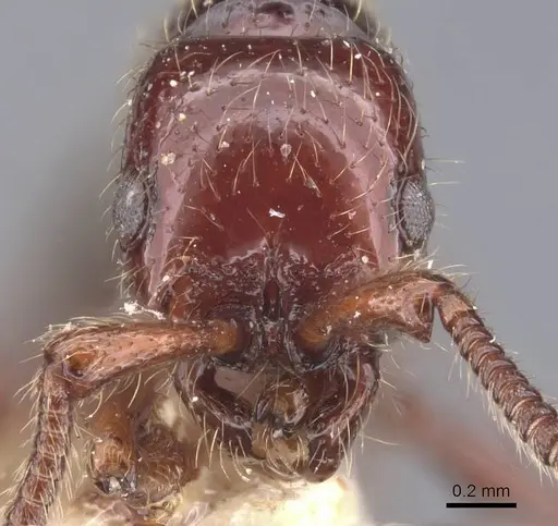 Parasyscia majuscula specimen