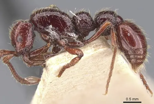 Parasyscia majuscula specimen