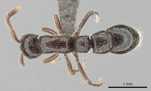 Parasyscia natalensis specimen