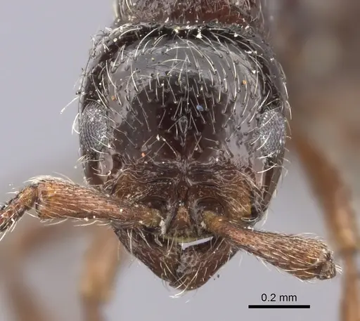 Parasyscia natalensis specimen