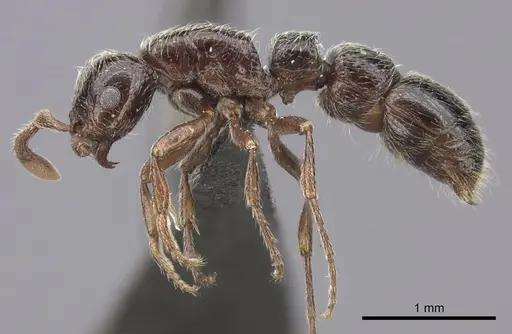 Parasyscia natalensis specimen
