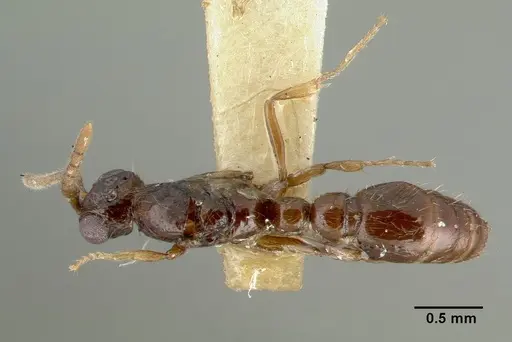 Parasyscia nitens specimen