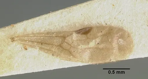 Parasyscia nitens specimen