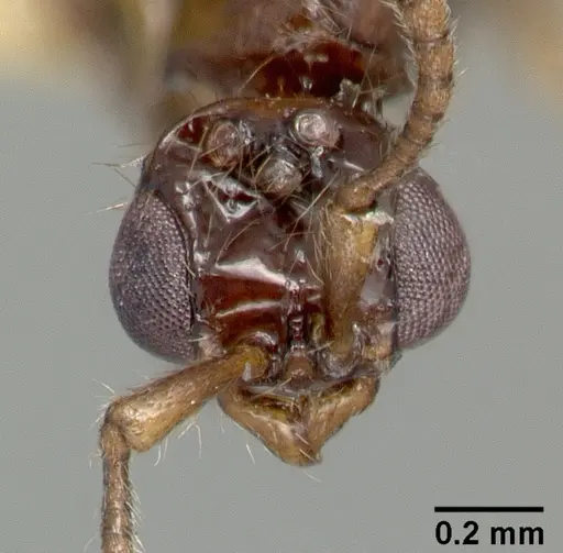 Parasyscia nitens specimen
