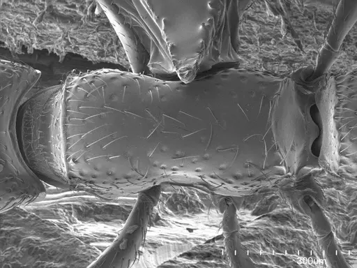 Parasyscia nitidulus specimen