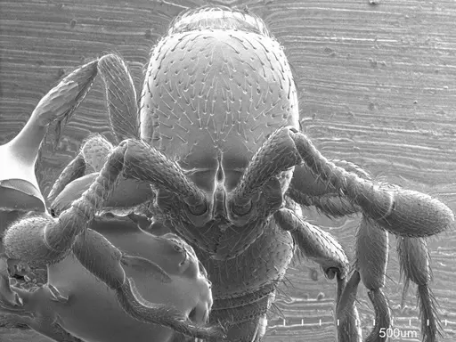 Parasyscia nitidulus specimen