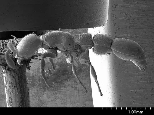 Parasyscia nitidulus specimen