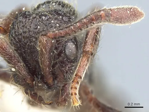 Parasyscia opaca specimen