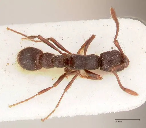 Parasyscia opaca - FOCOL0800