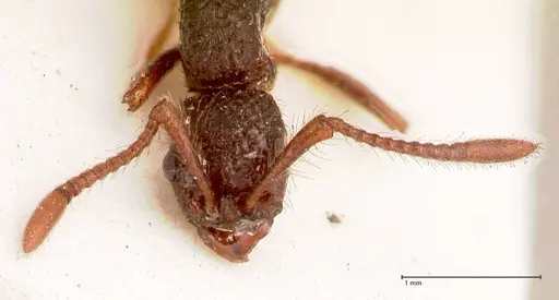 Parasyscia opaca - FOCOL0800