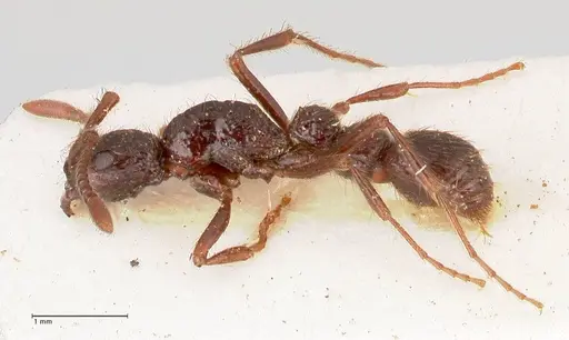 Parasyscia opaca - FOCOL0800