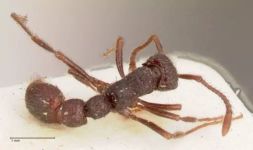 Parasyscia opaca - FOCOL0801