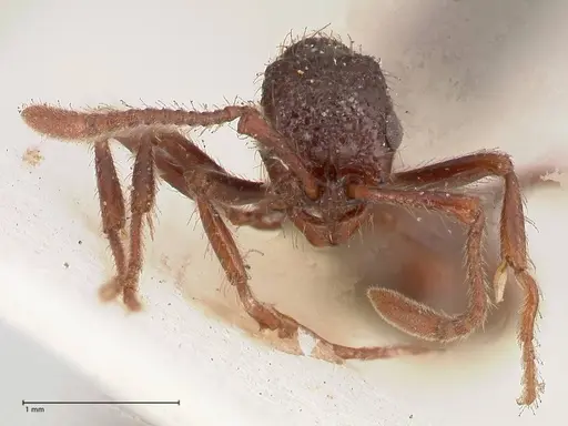 Parasyscia opaca - FOCOL0801