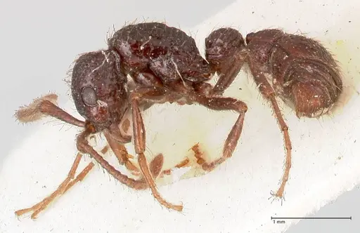 Parasyscia opaca - FOCOL0801