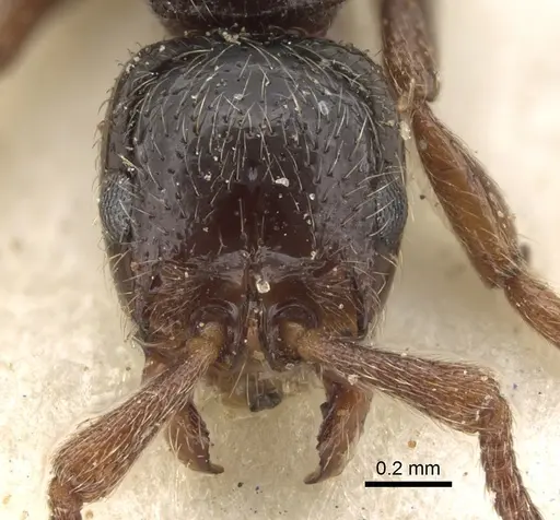 Parasyscia peringueyi specimen