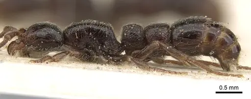 Parasyscia peringueyi specimen