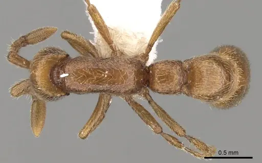 Parasyscia piochardi specimen