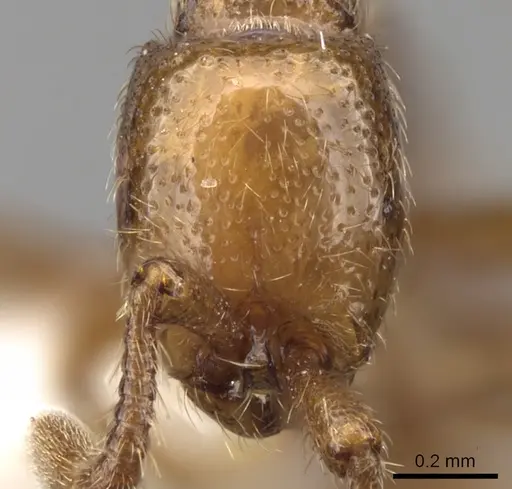 Parasyscia piochardi specimen
