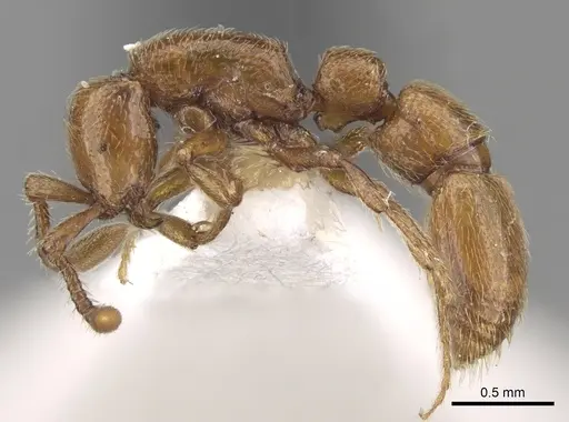 Parasyscia piochardi specimen