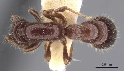 Parasyscia polynikes specimen