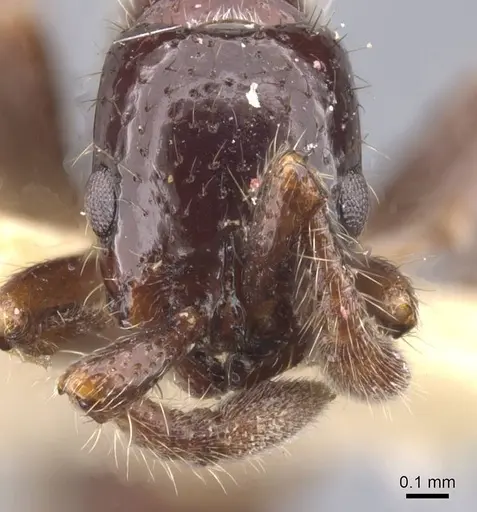 Parasyscia polynikes specimen