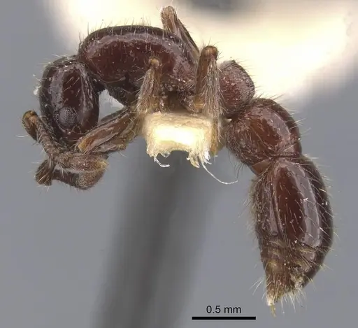 Parasyscia polynikes specimen
