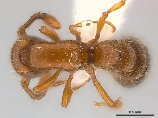 Parasyscia rifati specimen