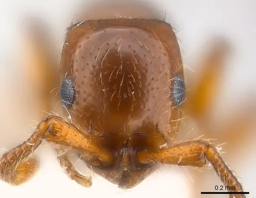 Parasyscia rifati specimen