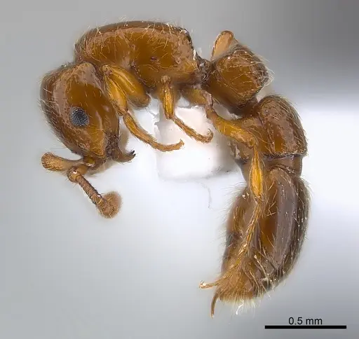 Parasyscia rifati specimen