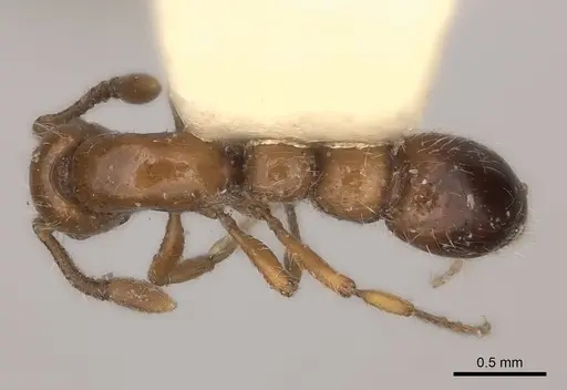 Parasyscia rufithorax specimen