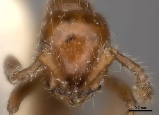 Parasyscia rufithorax specimen
