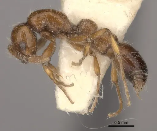 Parasyscia rufithorax specimen