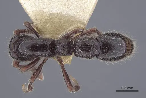 Parasyscia salimani specimen