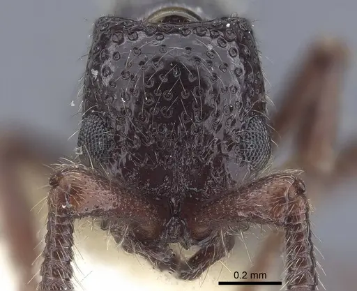 Parasyscia salimani specimen