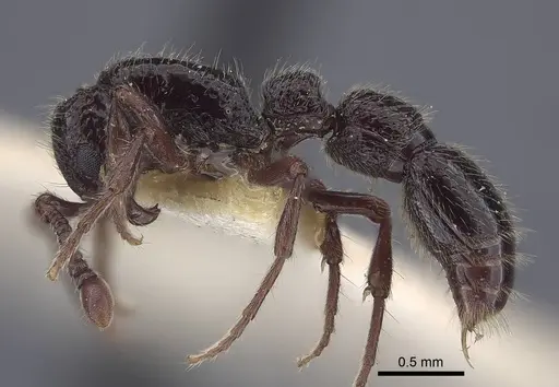 Parasyscia salimani specimen