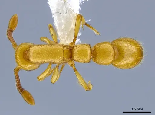 Parasyscia shii specimen