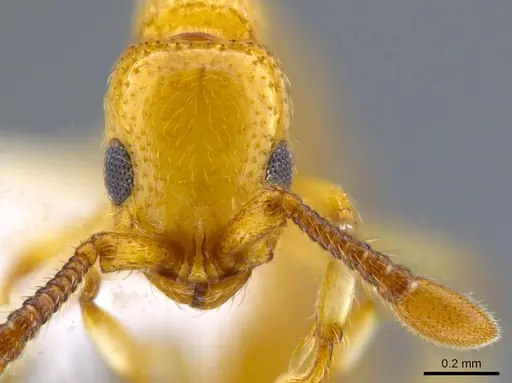 Parasyscia shii specimen