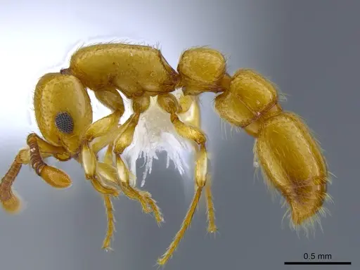 Parasyscia shii specimen